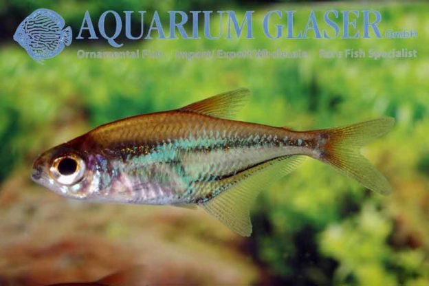 Heterocharax virgulatus - Aquarium Glaser GmbH