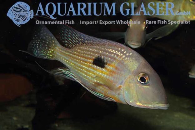 Geophagus sp. Aporema - Aquarium Glaser GmbH