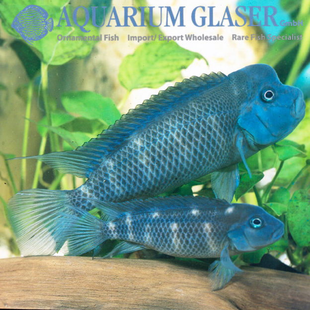 Just In: Steatocranus! - Aquarium Glaser GmbH