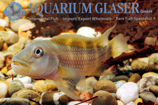 Just In: Steatocranus! - Aquarium Glaser GmbH