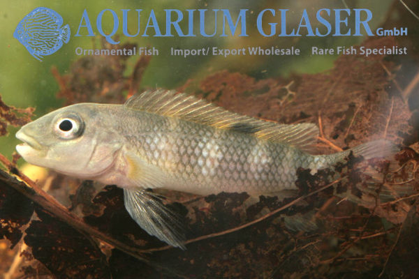 Just In: Steatocranus! - Aquarium Glaser GmbH