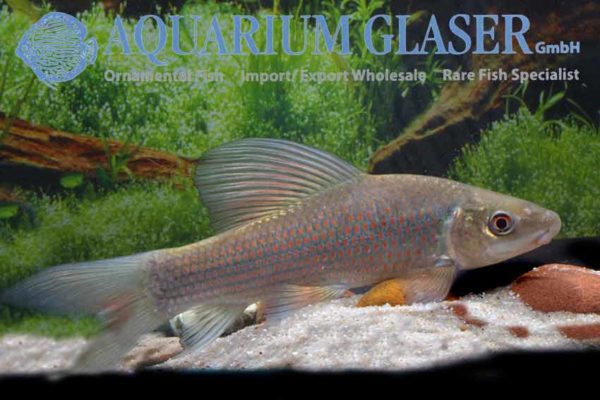 Labeo coubie - Aquarium Glaser GmbH