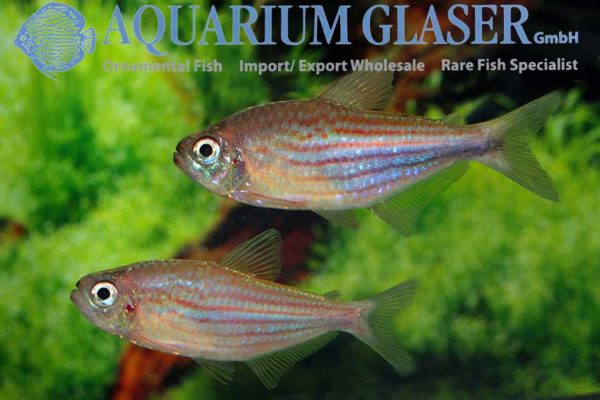 Moenkhausia Agnesae Aquarium Glaser Gmbh