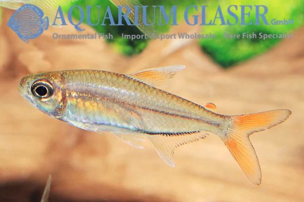 Moenkhausia Copei Aquarium Glaser Gmbh