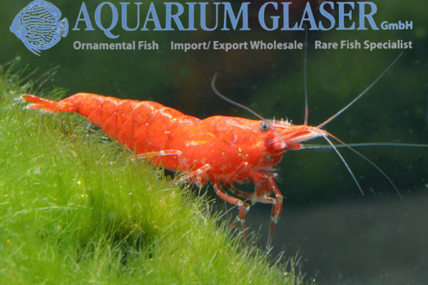 Neocaridina heteropoda BLOOD RED - Aquarium Glaser GmbH