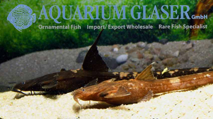 Platystacus cotylephorus - Aquarium Glaser GmbH