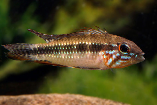 Apistogramma elizabethae - Aquarium Glaser GmbH