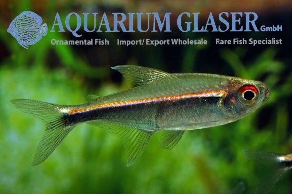 Hyphessobrycon eschwartzae (= Hyphessobrycon cf. agulha) - Aquarium ...