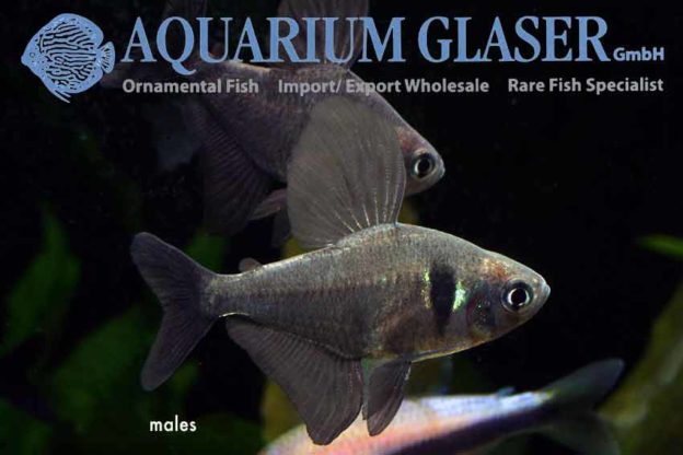 Megalamphodus megalopterus - Aquarium Glaser GmbH