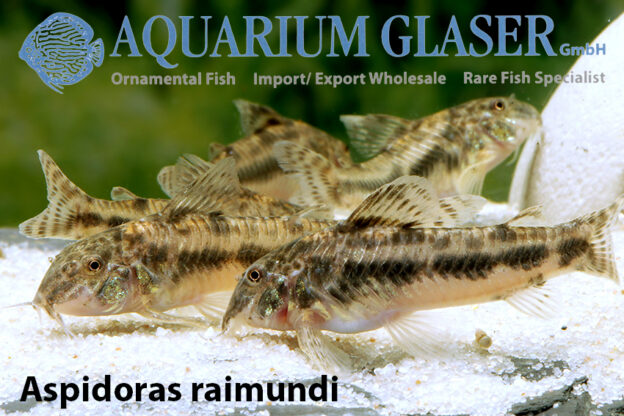 Corydoras wurden überarbeitet - „neue“ Gattungsnamen! - Aquarium Glaser ...