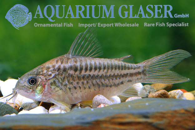 Corydoras elegans - Aquarium Glaser GmbH