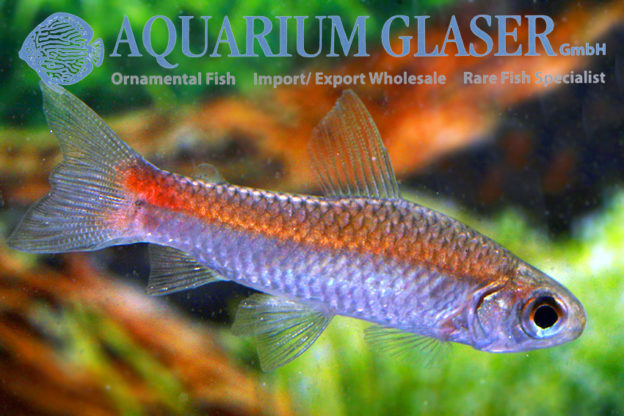 Curimatopsis evelynae - Aquarium Glaser GmbH