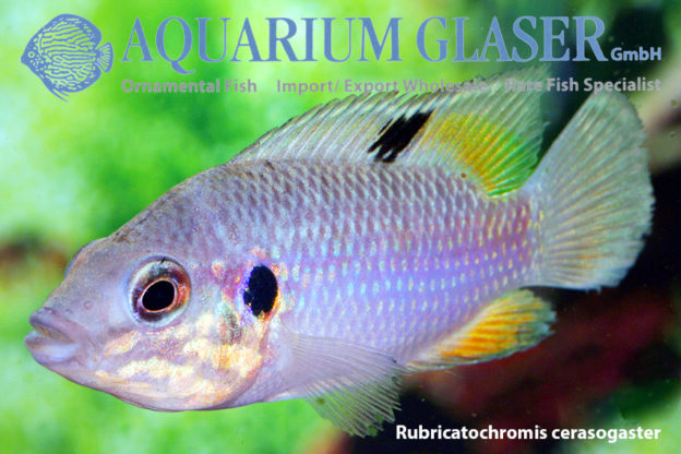 Rubricatochromis: a new genus name for the red jewel cichlids ...