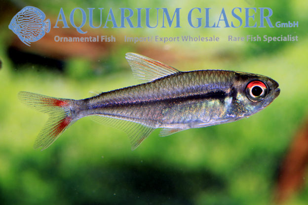 Two new tetras from the Rio Negro region: Hyphessobrycon paepkei and H ...