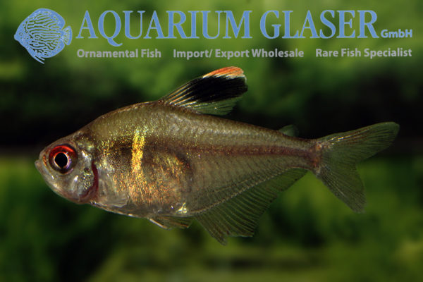 Two new tetras from the Rio Negro region: Hyphessobrycon paepkei and H ...