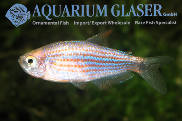 Coming soon: Inpaichthys parauapiranga - Aquarium Glaser GmbH