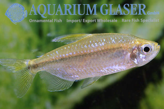 Phenacogrammus cf. taeniatus - Aquarium Glaser GmbH