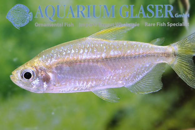 Phenacogrammus cf. taeniatus - Aquarium Glaser GmbH