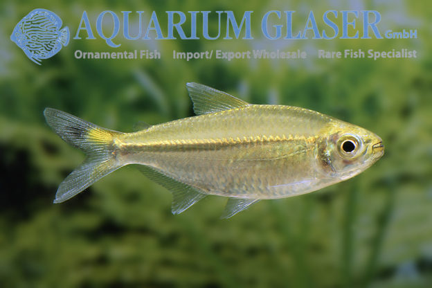 Moenkhausia - Aquarium Glaser GmbH